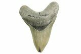 Serrated, Fossil Megalodon Tooth - North Carolina #367919-1